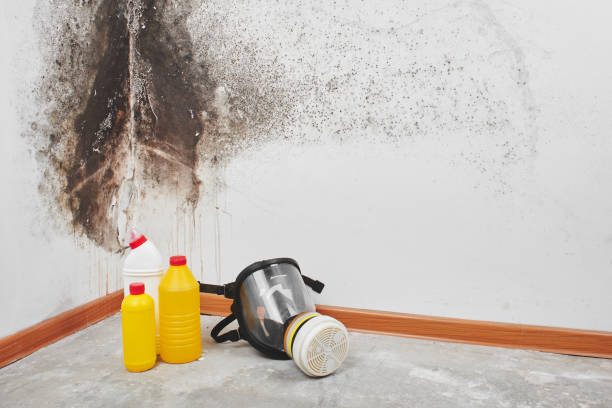 Best Residential Mold Removal  in Cambridge City, IN