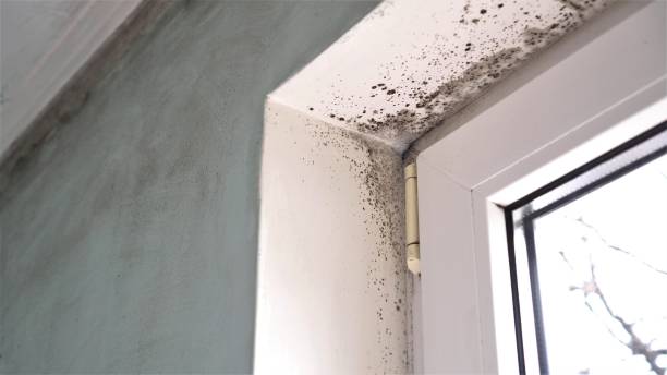 Mold Testing and Removal in Cambridge City, IN