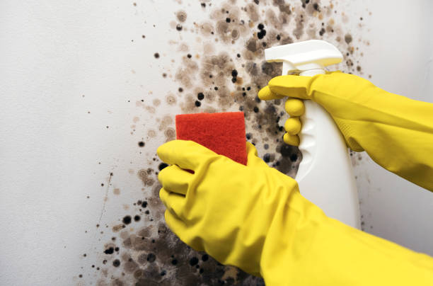Professional Mold Removal in Cambridge City, IN